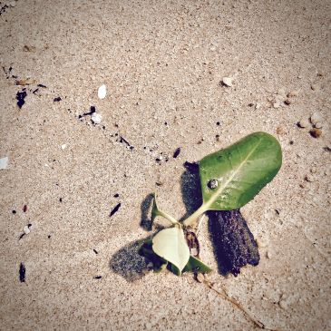 A small green plant with roots on sandy ground.