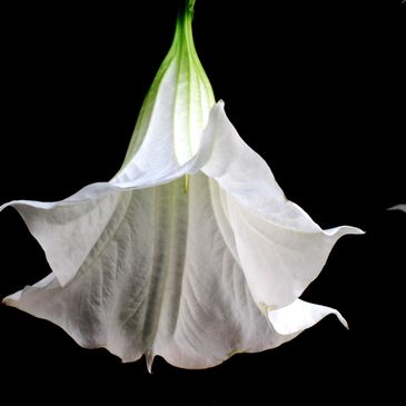 Close-up of a white trumpet-shaped flower against a black background.
