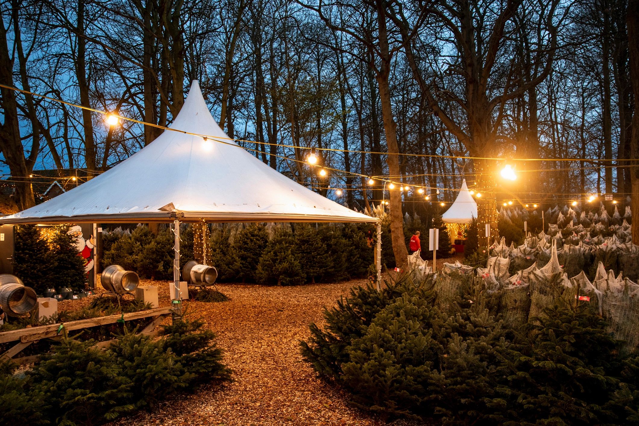 Christmas Tree Farm