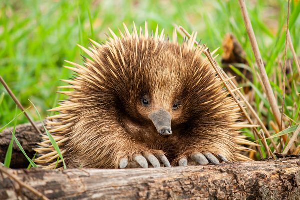 Echidna in its habitat