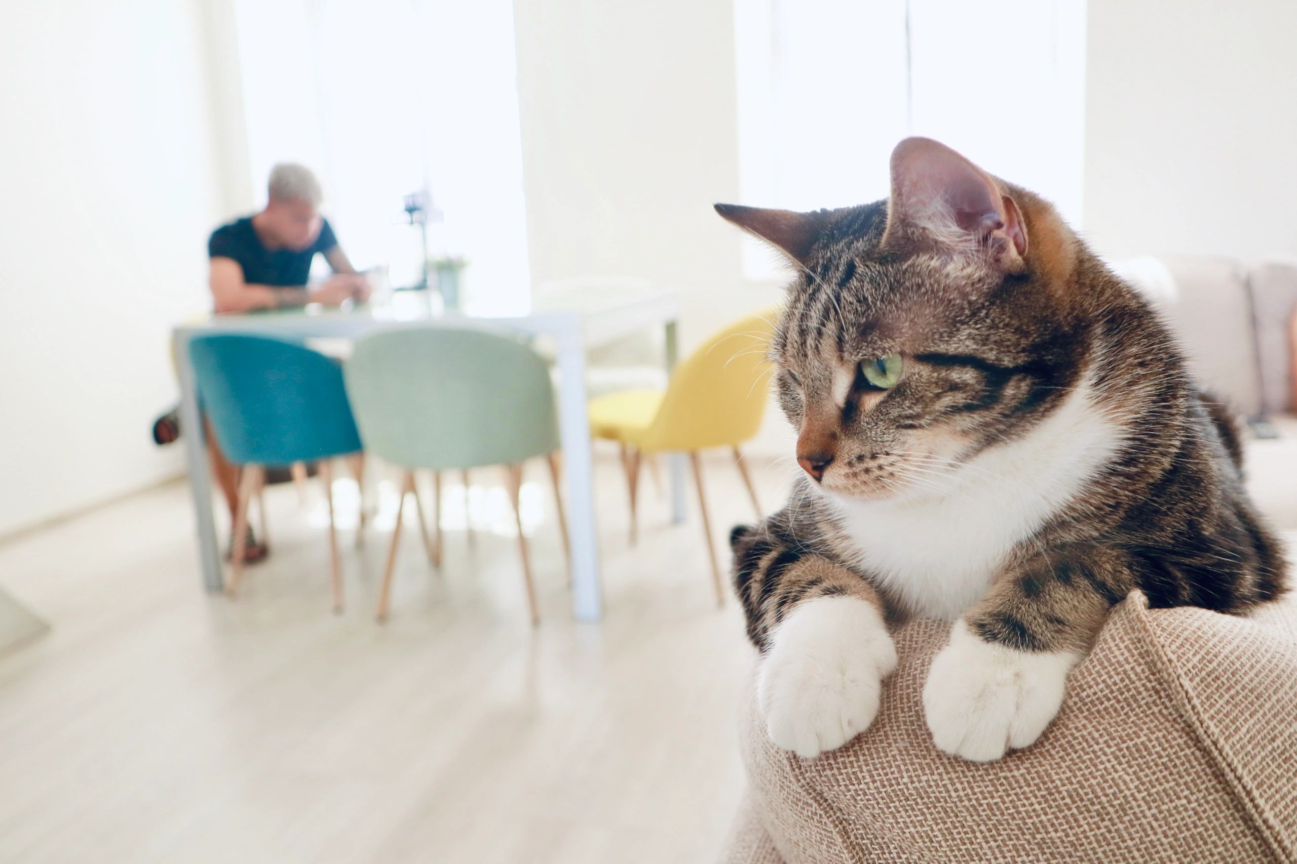 Woman holding a blue trash bag with a cat sitting on a counter.
