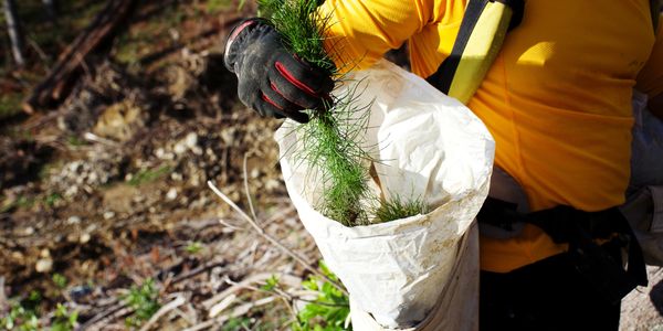 Person planting young tree seedlings in a forest area.