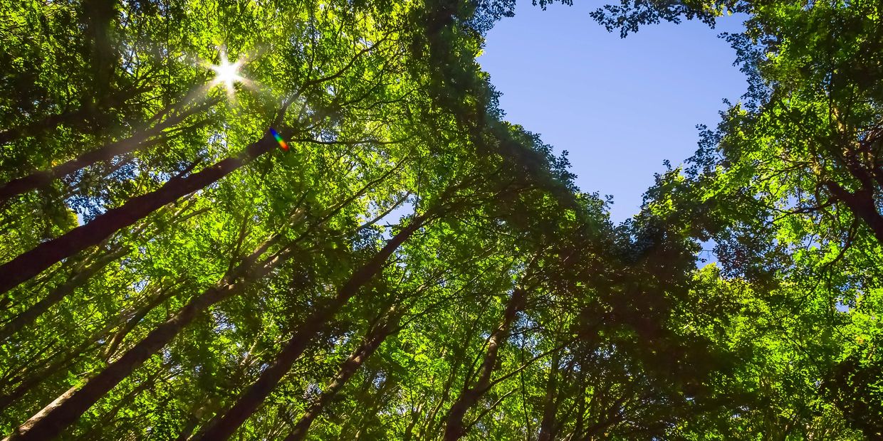 Circle of trees with heart shape looking at the sky