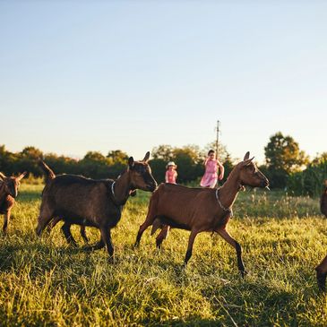 Goats running in a field with two children in the background.