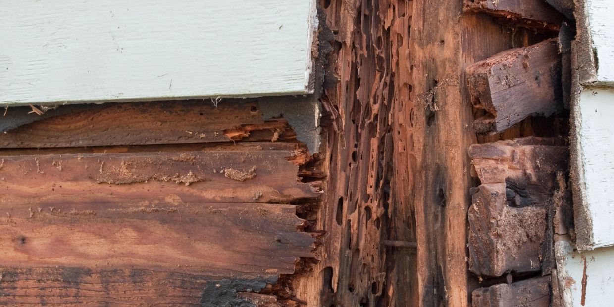 Close-up of wood damaged by termites in a house wall.