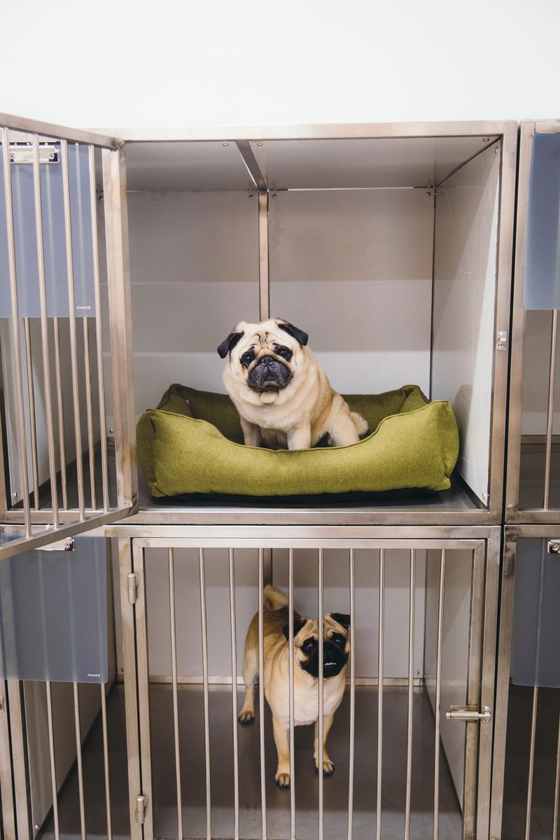Two beautiful cute dogs waiting for their owners in a dog hotel, sitting in the dog cage with sad faces