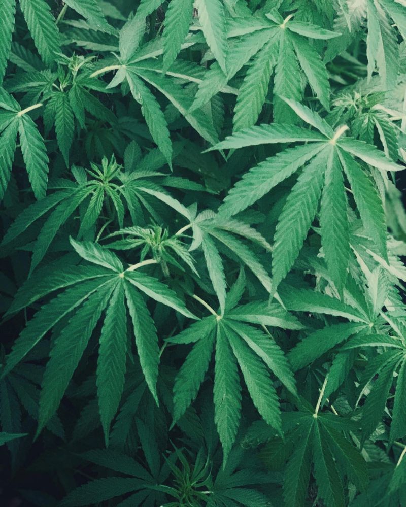 Cannabis plant