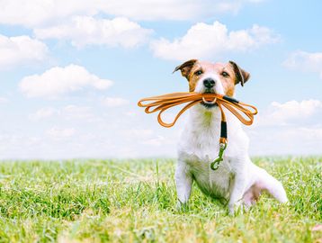 A white/tan dog sitting in grass with an orange leash in her mouth