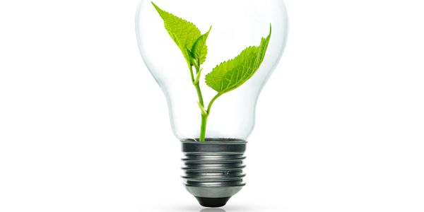 A green plant growing inside a transparent light bulb on a white background.