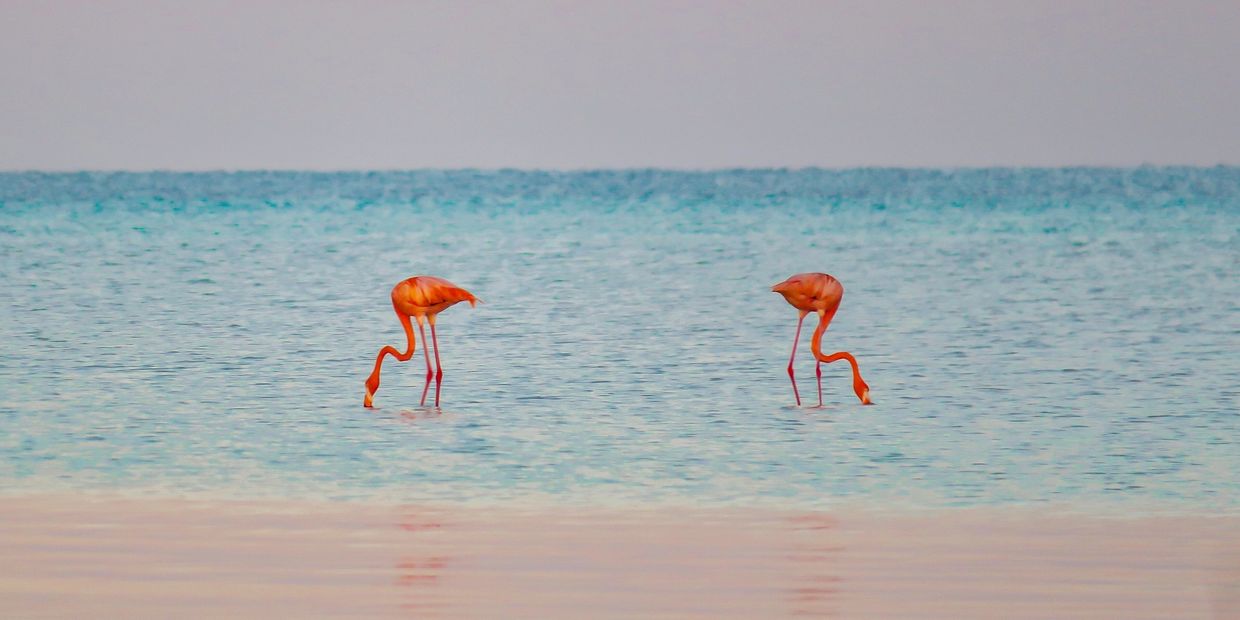 holbox  merida destination wedding
destination wedding in holbox merida
yucatan wedding locations

