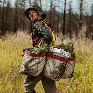 Man carrying bags full of tree seedlings in a grassy field.