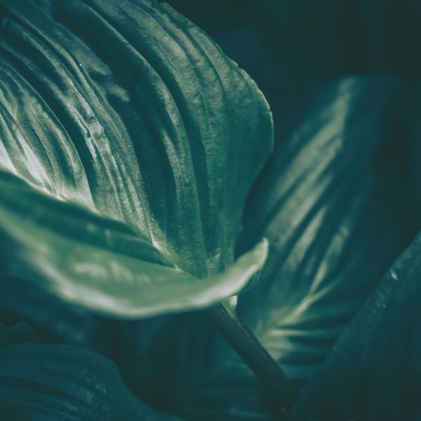 Close-up of textured green leaves in soft light.