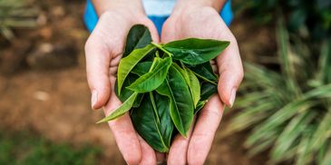 Person holding fresh green tea leaves in their hands outdoors.