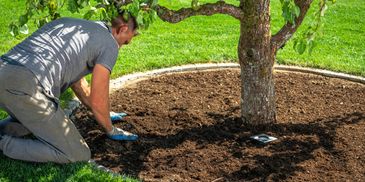 Man working in garden soil around a tree.