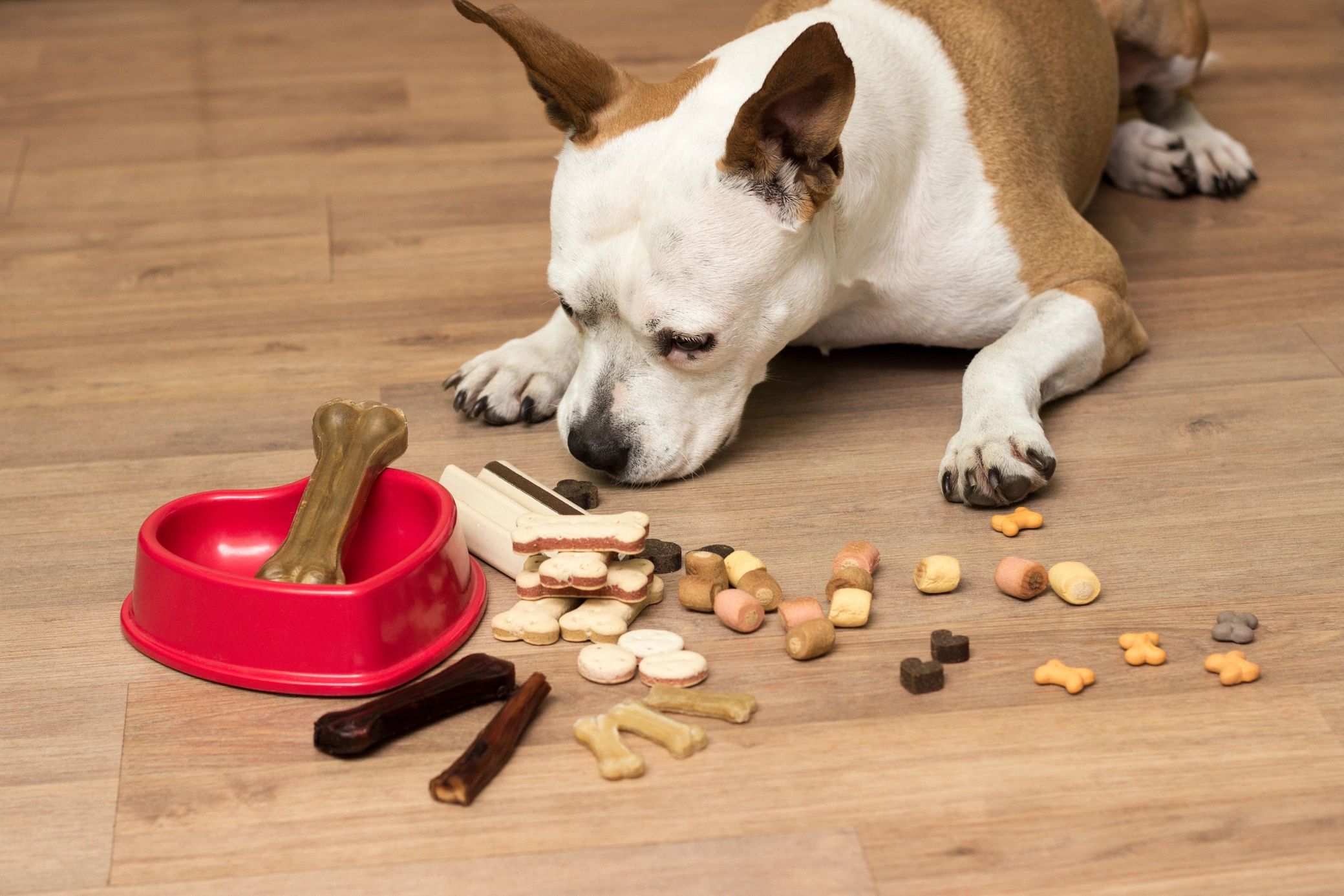 A Dog Sniffing Treats On The Ground