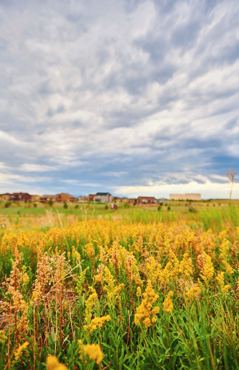 Field of wildflowers in front of residential community