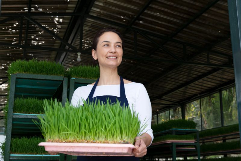 Female farmer is holding a tray of wheatgrass, standing in  a greenhouse and is looking up with a warm confident smile