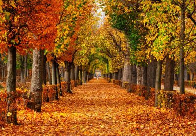 Tree-lined path covered in autumn leaves.