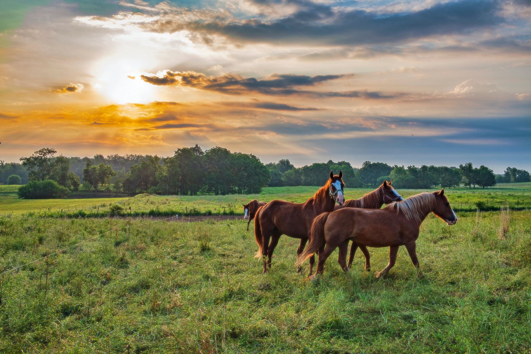 horses in a field at sunset 