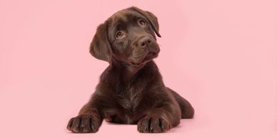 Chocolate Labrador puppy lying on a pink background.