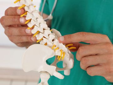 A chiropractor holds a model human spine and points at a vertebrae.