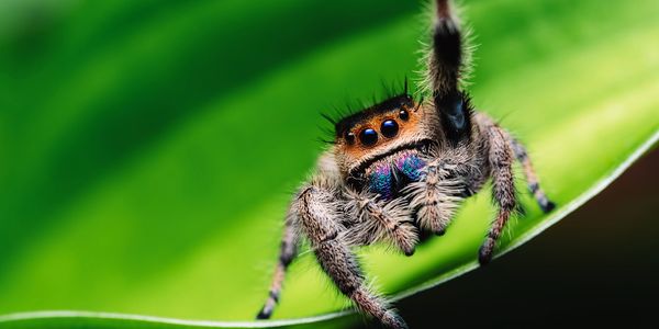 Jumping Spider