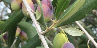 Close-up of ripening olives on a branch with green leaves.
