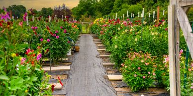 Colorful flower garden path with vibrant blooms.