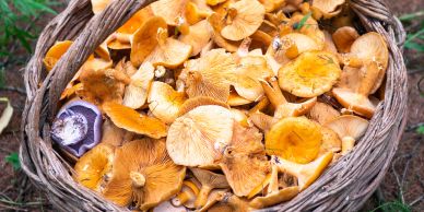 Basket full of fresh wild mushrooms.