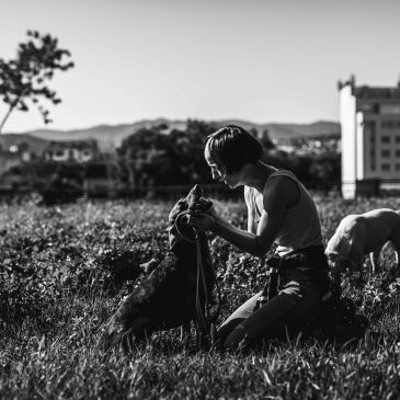 Person kneeling and interacting with a dog in a field.