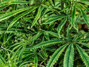 Close-up of green cannabis leaves with serrated edges.