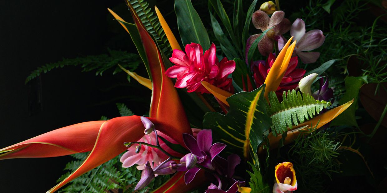 tropical flower Boquete