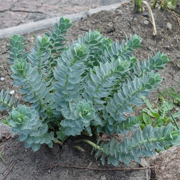 A succulent plant with thick, blue-green leaves growing in rocky soil outdoors.