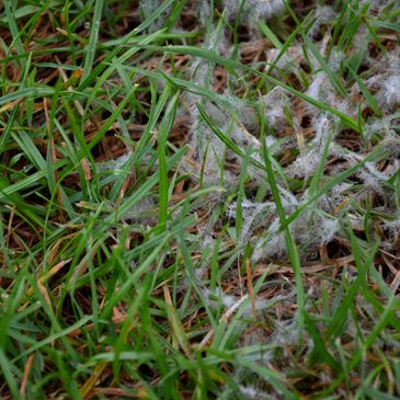 Green grass with white fluffy seeds scattered on the ground.