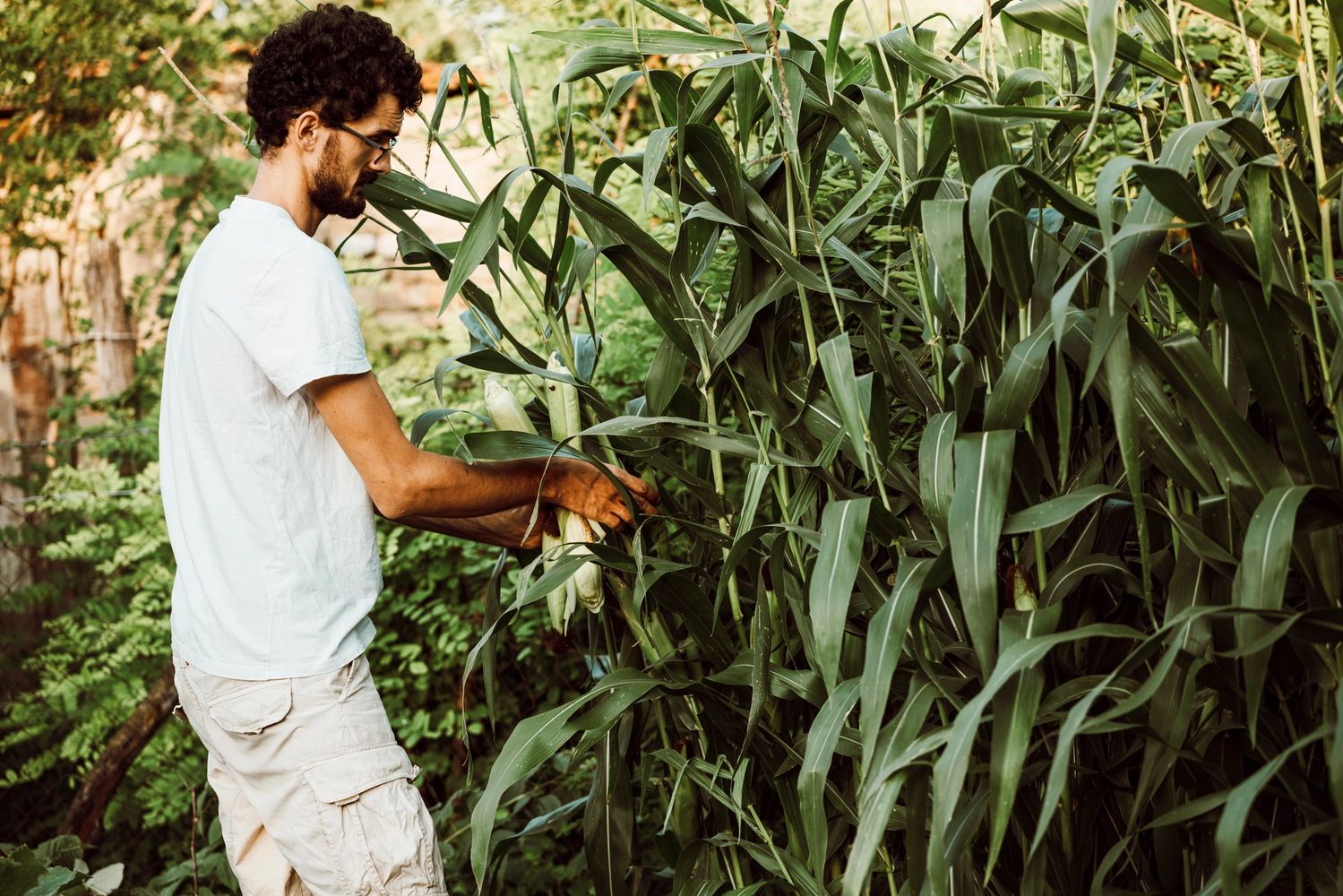 Man looking at popcorn ears