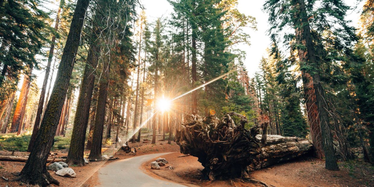 Sunlight shines through tall forest trees on a winding path.