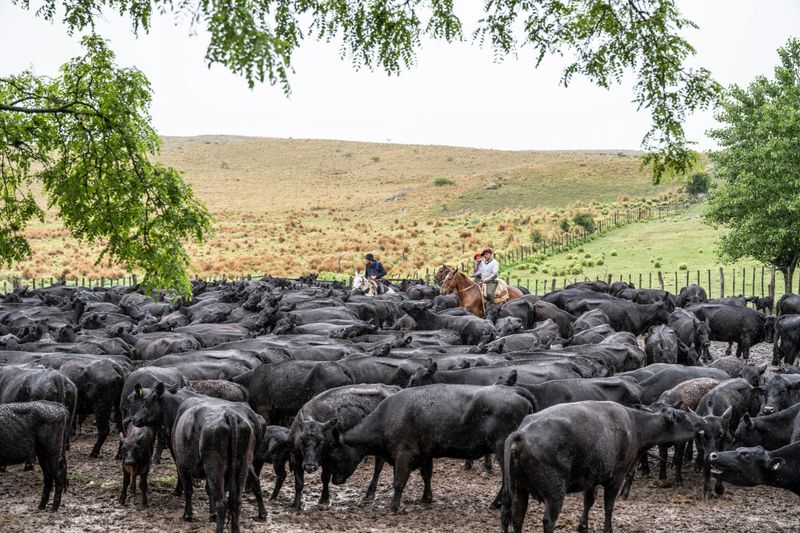 Young Argentine gauchos on horseback riding among herd of wet Aberdeen Angus cattle standing in muddy enclosure on estancia.