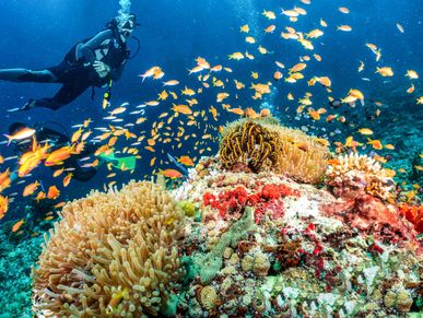 Diving in the crystal clear waters of the Maldives with lush corals
