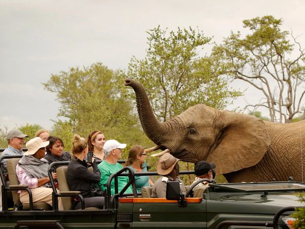 Experience breathtaking African safaris with Majestic Travel Concierge. See elephants and wildlife 