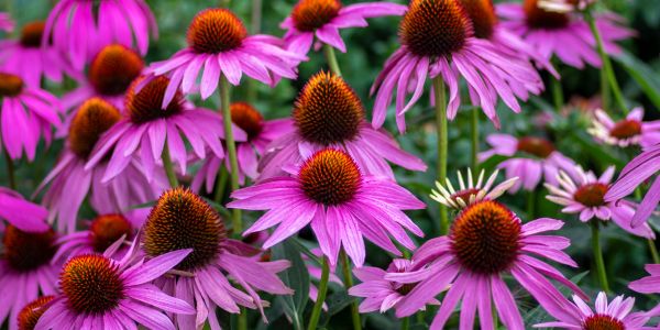 Close-up of vibrant purple coneflowers with orange centers in full bloom.