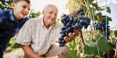 a grandpa and grandson looking at red wine grapes on the vine