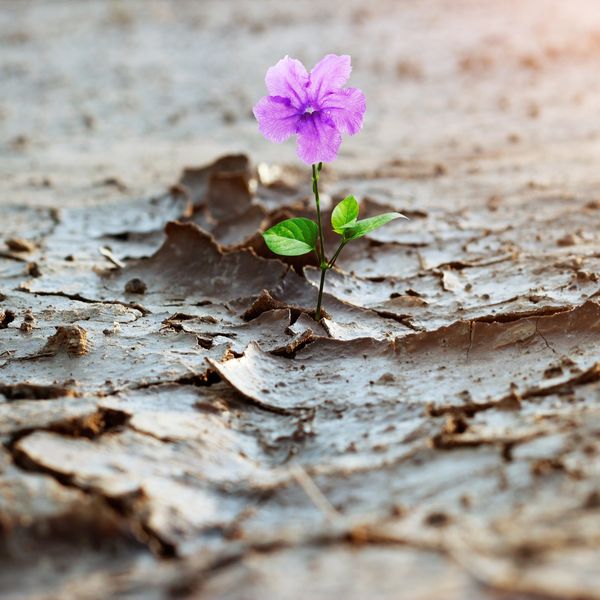 A delicate purple flower grows from dry, cracked soil, symbolizing resilience.