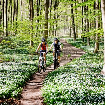 Twee fietsers in het bos op een zonovergoten pad.