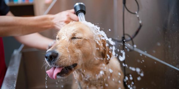 Golden retriever enjoying a bath with eyes closed and tongue out.