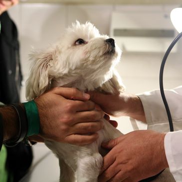 A white dog being examined by a vet with gentle hands.