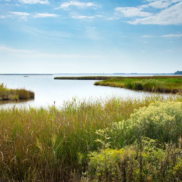 Peaceful lakeside with reeds and calm water.
