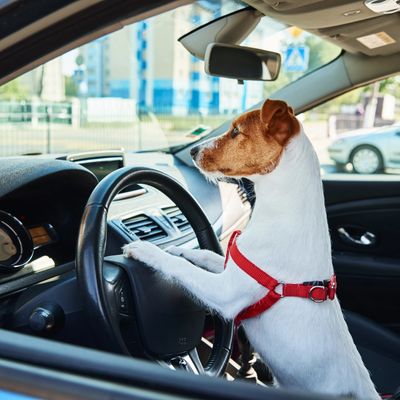 A dog wearing a red harness is sitting behind the steering wheel of a car.