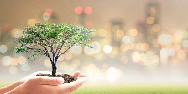 Caring for your trees