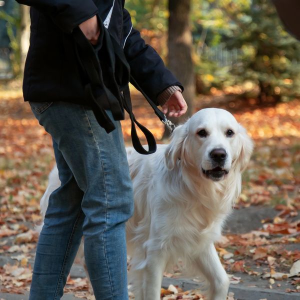 Person walking a golden retriever on a leaf-covered path in autumn.