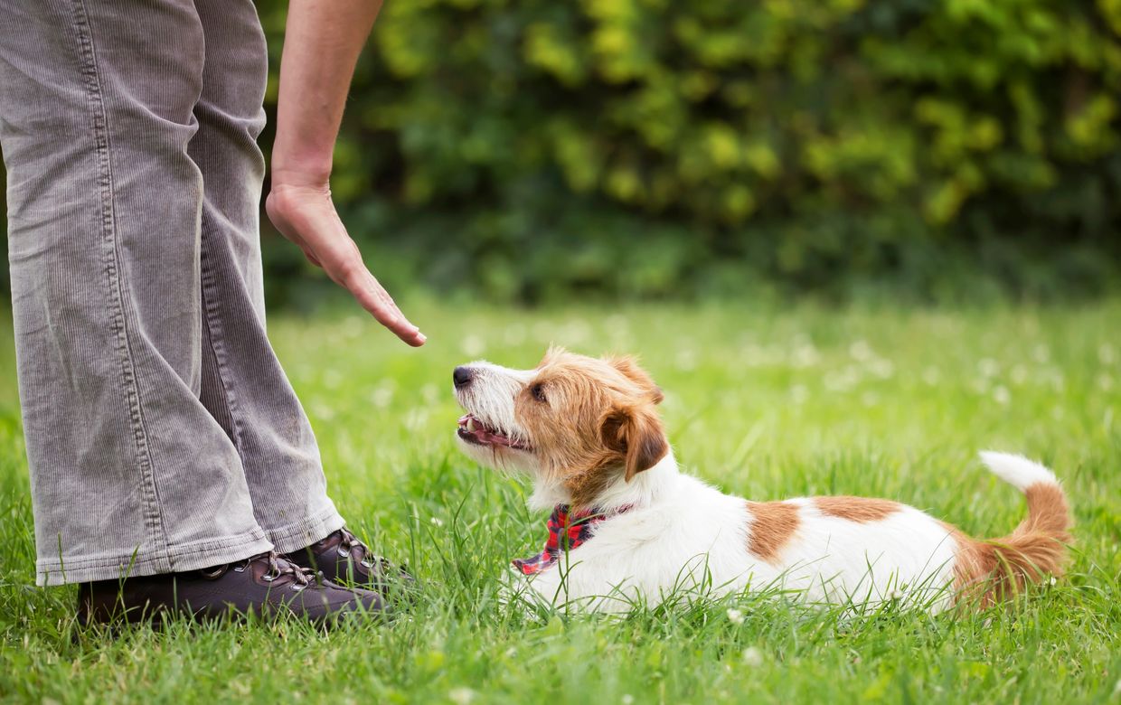 Adorable puppy socializing and playing safely with children and adults in a joyful puppy class.
